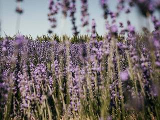 Kaiserstuhl Lavendel