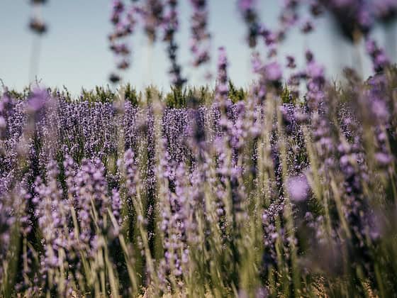 Kaiserstuhl Lavendel