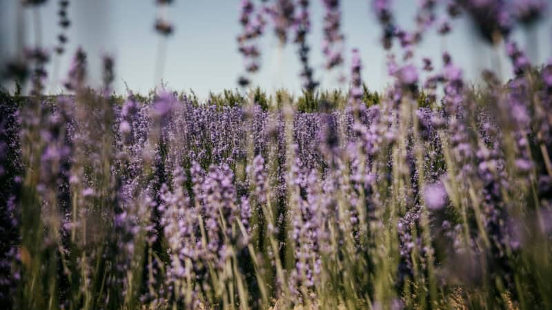 Kaiserstuhl Lavendel