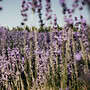 Kaiserstuhl Lavendel