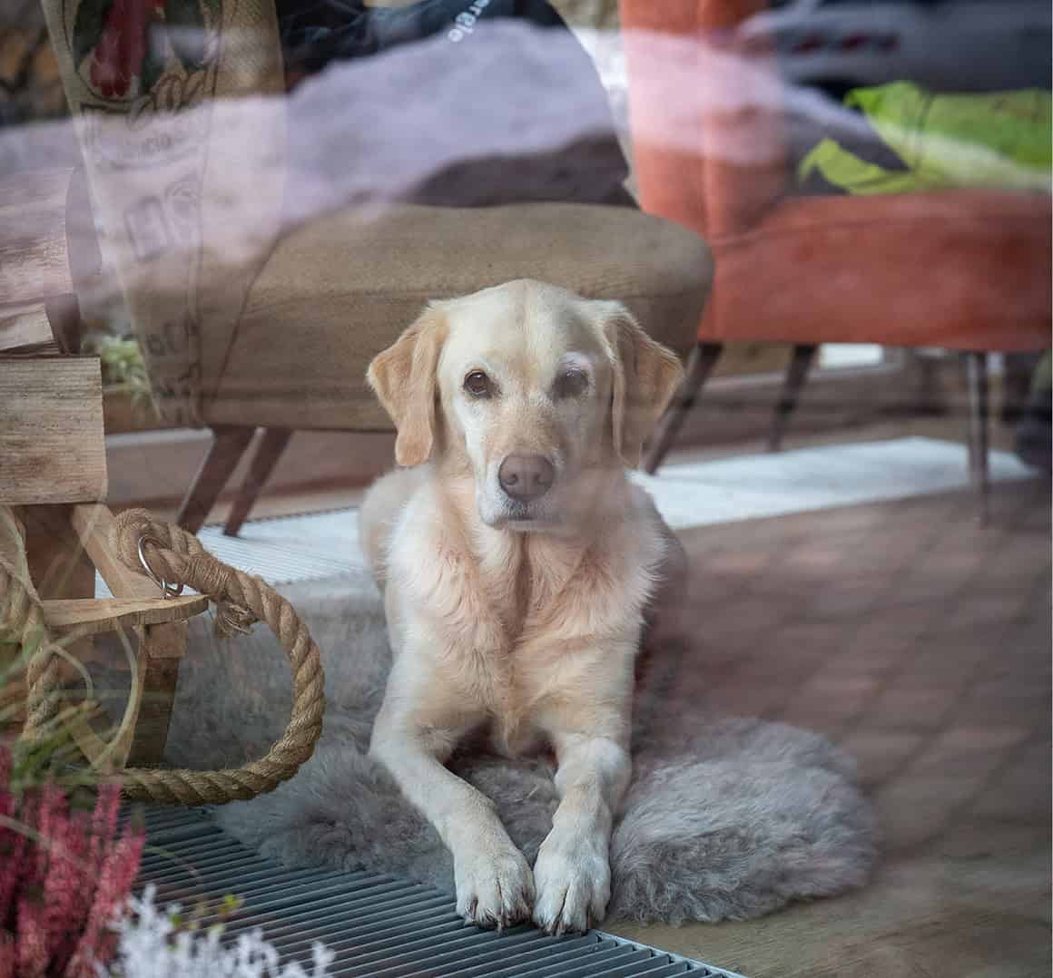 Hund im Cafe Me